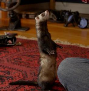Falcor the ferret makes the finest fuzzy leading man in Jake and Jasper.