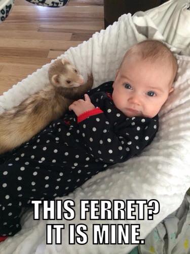 Does this baby look afraid to you? Does this ferret look dangerous? Misconceptions and lack of knowledge may tarnish their reputations, but ferrets are beloved and cherished members of their families, and deserve a fair chance.   Photo courtesy of Kristina Smith.