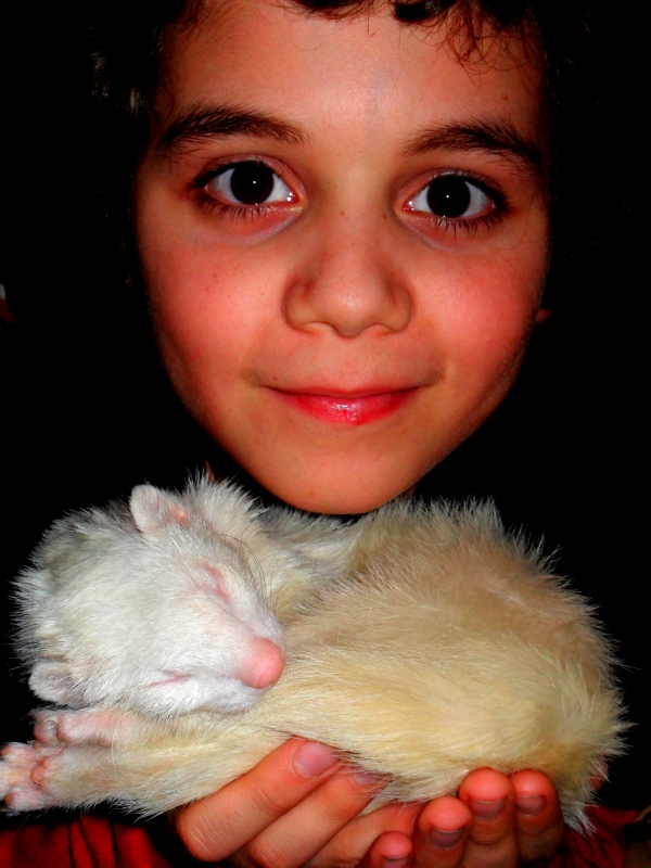 Ferrets have unconditional love and trust for their humans. They make remarkable and fascinating pets for any family willing to address their needs properly. 